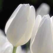 ヒメ日記 2026/04/02 19:30 投稿 桐生 熟女の風俗最終章 新横浜店