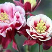 ヒメ日記 2026/04/06 19:06 投稿 桐生 熟女の風俗最終章 新横浜店