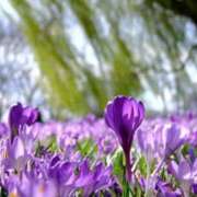 ヒメ日記 2026/04/11 12:56 投稿 桐生 熟女の風俗最終章 新横浜店