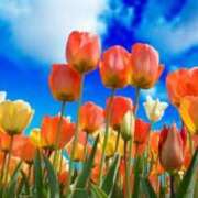 ヒメ日記 2026/04/12 12:46 投稿 桐生 熟女の風俗最終章 新横浜店