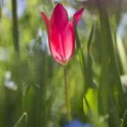 ヒメ日記 2026/04/14 12:16 投稿 桐生 熟女の風俗最終章 新横浜店