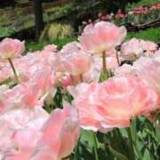 ヒメ日記 2026/04/18 19:36 投稿 桐生 熟女の風俗最終章 新横浜店