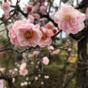 ヒメ日記 2026/04/08 09:46 投稿 みな 熟女総本店 日本橋ミナミエリア店