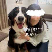 ヒメ日記 2026/04/24 18:04 投稿 あかり I❤HIMEJI（アイラブ姫路）