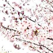 ヒメ日記 2026/04/02 13:50 投稿 なぎ 半熟ばなな　錦糸町