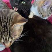 ヒメ日記 2026/04/29 11:30 投稿 おとは クラブ貴公子