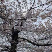 ヒメ日記 2026/03/30 21:20 投稿 あんず ぷるるんマダム 十三店