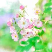 ゆり 今日もありがとうございました🩷 千葉人妻花壇