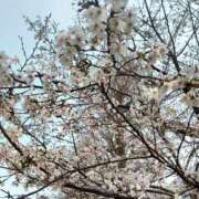 ヒメ日記 2026/03/30 13:35 投稿 住谷 りい 大奥 難波店