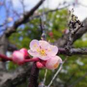 ヒメ日記 2026/03/30 09:32 投稿 すず 熟女総本店