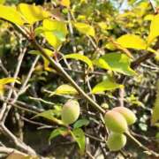 ヒメ日記 2026/04/18 11:10 投稿 すず 熟女総本店