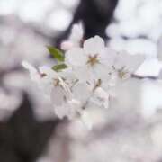 ヒメ日記 2026/04/05 23:51 投稿 桃子【モモコ】 ピンクコレクション大阪