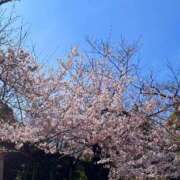 ヒメ日記 2026/03/27 16:00 投稿 朝比奈ゆうな 熟女パラダイス鶯谷店(カサブランカグループ)