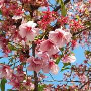 ヒメ日記 2026/03/29 14:16 投稿 守屋玖美(もりやくみ) 五十路マダムエクスプレス厚木店(カサブランカグループ)