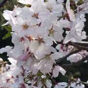 ヒメ日記 2026/04/01 08:14 投稿 守屋玖美(もりやくみ) 五十路マダムエクスプレス厚木店(カサブランカグループ)