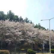 ヒメ日記 2026/04/12 11:44 投稿 みおん 熟女の風俗最終章 町田店