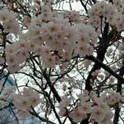 ヒメ日記 2026/04/08 10:47 投稿 めぐ☆未経験・体験☆ アロマ＆アロマ