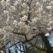 ヒメ日記 2026/04/04 13:44 投稿 真理愛【まりあ】 人妻日和(久喜)