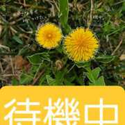 ヒメ日記 2026/05/06 14:58 投稿 真理愛【まりあ】 人妻日和(久喜)