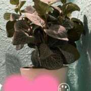 ヒメ日記 2026/04/22 08:09 投稿 まゆ 丸妻 厚木店