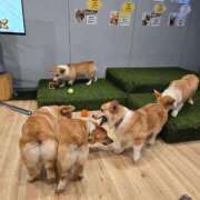 ヒメ日記 2026/04/10 11:35 投稿 つかさ べっぴんコレクション