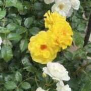 ヒメ日記 2026/05/05 16:05 投稿 北森 十恋人～トレンド～