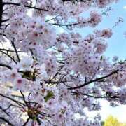 ヒメ日記 2026/03/30 13:14 投稿 神楽まろん アロマレーベル新橋（シンデレラグループ）