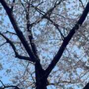 ヒメ日記 2026/03/30 13:38 投稿 春川 麻衣 こあくまな熟女たち 京都店(KOAKUMAグループ)