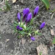 皇　千景 咲いてたよー！ プルプル倶楽部 札幌すすきの店