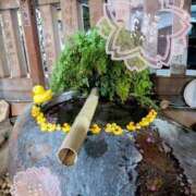 ヒメ日記 2026/04/01 04:16 投稿 四月一日（わたぬき） 熟女の風俗最終章　鶯谷店