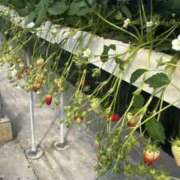 ヒメ日記 2026/03/24 19:53 投稿 ♡ろこ♡ MUTEKI LAND大阪店