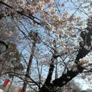 ヒメ日記 2026/03/29 16:47 投稿 澪 セグレターリオ