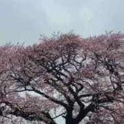 ヒメ日記 2026/03/26 21:35 投稿 さら 完熟ばなな新宿