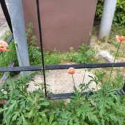 きょうか お礼 奥様電車