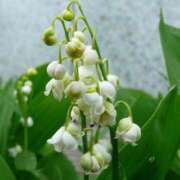 ヒメ日記 2026/03/25 14:54 投稿 すずらん モアグループ神栖人妻花壇