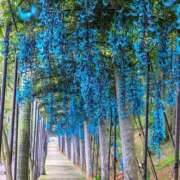 ヒメ日記 2026/04/13 19:05 投稿 すずらん モアグループ神栖人妻花壇