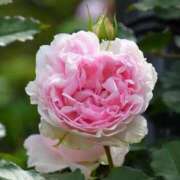 ヒメ日記 2026/04/18 06:34 投稿 すずらん モアグループ神栖人妻花壇