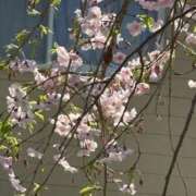 ヒメ日記 2026/04/03 16:24 投稿 上田明美 五十路マダム静岡店（カサブランカG）