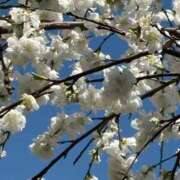 ヒメ日記 2026/04/04 04:56 投稿 上田明美 五十路マダム静岡店（カサブランカG）