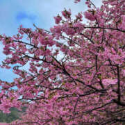 ヒメ日記 2026/04/03 12:30 投稿 小川さな セカンドパートナー本店