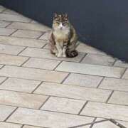 ヒメ日記 2026/04/27 14:09 投稿 あいら 迷宮の人妻 古河・久喜発