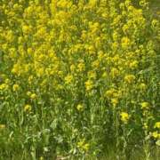 ヒメ日記 2026/03/25 07:49 投稿 さわ 出会い系人妻ネットワーク さいたま～大宮編