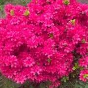 ヒメ日記 2026/04/20 19:40 投稿 さわ 出会い系人妻ネットワーク さいたま～大宮編