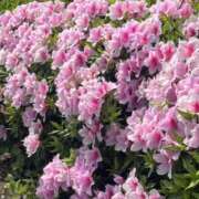 ヒメ日記 2026/04/20 10:34 投稿 さわ 出会い系人妻ネットワーク 春日部〜岩槻編