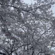 ヒメ日記 2026/04/06 16:22 投稿 あこ奥様 川崎人妻ソープ Mint(ミント)