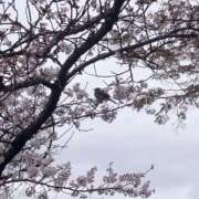 ヒメ日記 2026/05/05 07:04 投稿 リズ MEGA PALACE(メガパレス）
