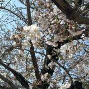 ヒメ日記 2026/03/29 15:24 投稿 森田あやめ しこたま奥様　熊本店（アクセスグループ）