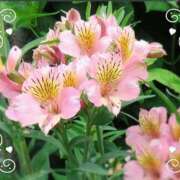 ヒメ日記 2026/06/01 12:41 投稿 鶴見 華恋人(カレント)