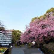 ヒメ日記 2026/04/01 21:01 投稿 りこ 若葉