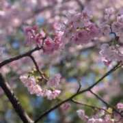 ヒメ日記 2026/04/08 07:56 投稿 しの 若葉